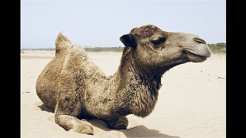 5 Fun Facts About The Arabian Camel