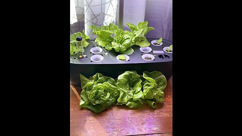 Indoor Herb Garden, Diivoo 12 Pods Hydroponics Growing System with Grow Light, Smart Garden Pla...