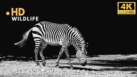 ZEBRA VIDEOS WITH MUSIC WILDLIFE ll Epic Fail ll