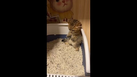 "Kitten's Hilarious Poop Struggle"