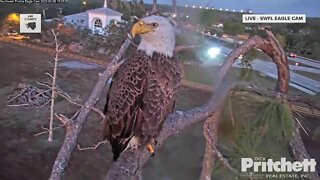 Harriet the eagle missing from nest