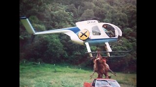 Helicopter hunting in New Zealand 2