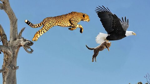 Mother Leopard Save Her Baby Fail and Hunt Eagle To Revenge