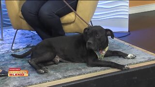 Pet Patrol | Morning Blend