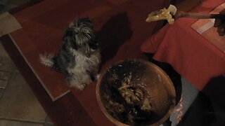 Hilarious dog don't understand why food disappear