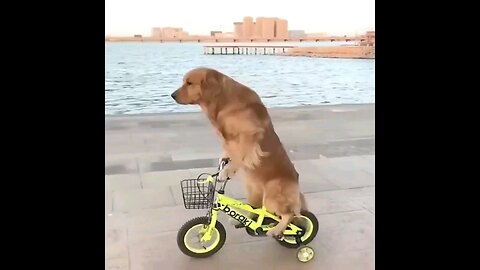Baby Dogs 🐕🐕‍🦺 Cute and Funny Dog🦮🐩 Videos Compilation _ Funny Puppy Videos 2024