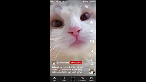 Funny Cat Videos