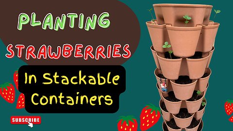 Planting Strawberries in a Stackable Container