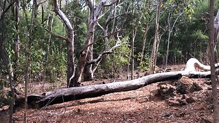 Weird noises in the Australian bush🤷‍♂️😳🤷‍♂️