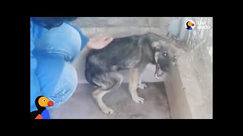 🔴Dog Cries Every Time He's Touched — Until He Meets This Woman