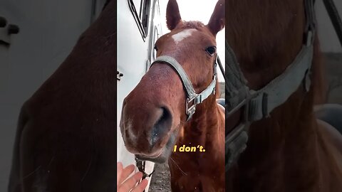 Could you say no? Be honest 😂 #horselife #horselover #quarterhorses #farmlife