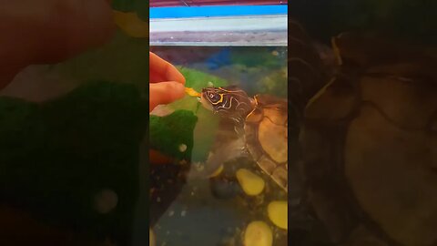 Hand feeding my Mississippi Map turtle 🐢 #pets #animals #epic