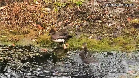 Female Mergansers Spotted in The Pond 🦆 01/29/23 15:49