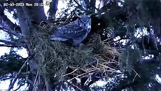 Albert Doing Nestorations for Ellie 🦉 02/13/23 20:20