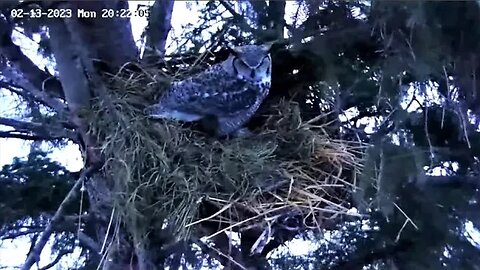 Albert Doing Nestorations for Ellie 🦉 02/13/23 20:20