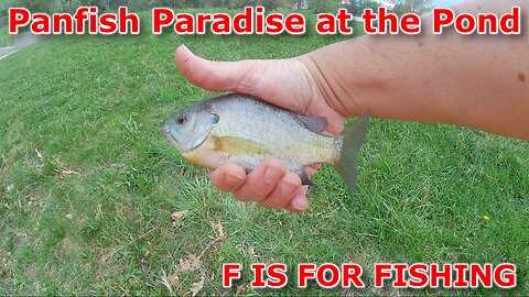 Panfish Paradise at the Pond