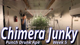 Chimera Junky Week 5: Spider Farmer SE7000 Full Garden Update
