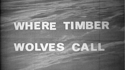 Where Timber Wolves Call 🐺(HD)