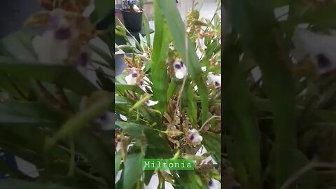 Conheça a orquidea Miltonia