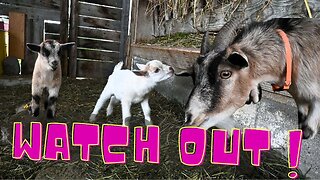 New Born Goats Meet The Herd For The First Time!
