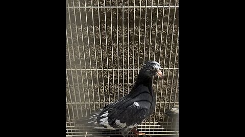 Pigeon