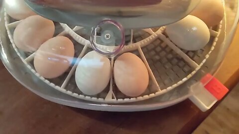 January 28, First Batch of Eggs are in the Incubator.
