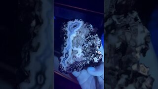 Agatized coral under ULTRAVIOLET light!