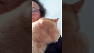 cat helps me work