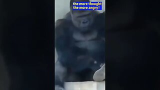 Gorilla picks a fight