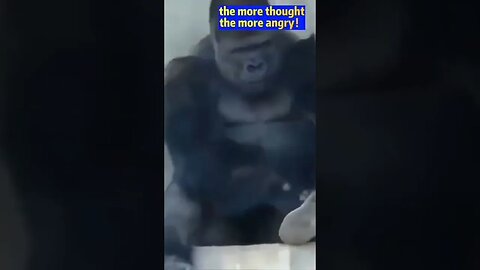 Gorilla picks a fight