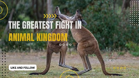 The Greatest Fights In The Animal Kingdom |Animal Videos|