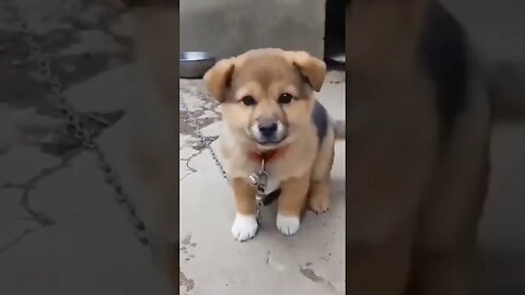 cute dog sound ❤️#shorts