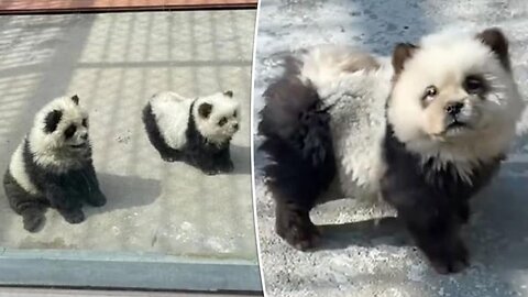 Sheer Panda-monium In China: Taizhou Zoo Unveils Unique New 'Panda Exhibit'