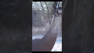 Feeding deer during the winter ... #shorts #deer #deerhunting #biology