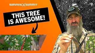 The Many Ways Locust Trees are Awesome