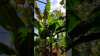 Banana Trees Nature Video