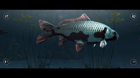 New koi fish, My Koi game, relaxing gameplay,, ASMR @marynagamesno-commentary