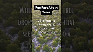 Episodes 9 and 10 cover fun facts as well as symbolic wisdom of trees! #treeoflife www.inanewway.com