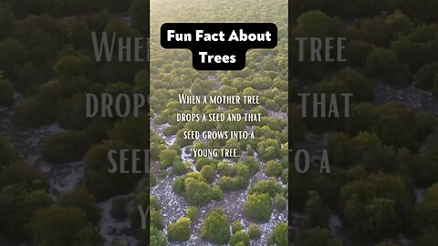 Episodes 9 and 10 cover fun facts as well as symbolic wisdom of trees! #treeoflife www.inanewway.com