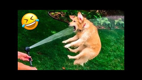 Try Not To Laugh With These Funny Pets 😹😂