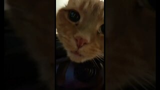 Up Close with a Cute Cat 🐱 #catvideos #catshorts