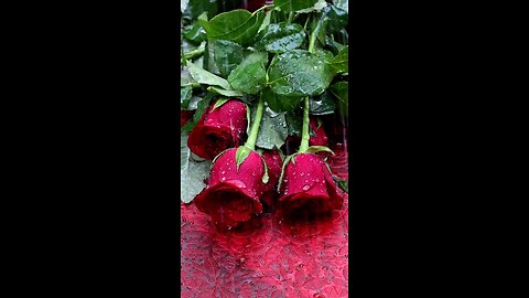 Rose 🌹 Very beautiful ❤️