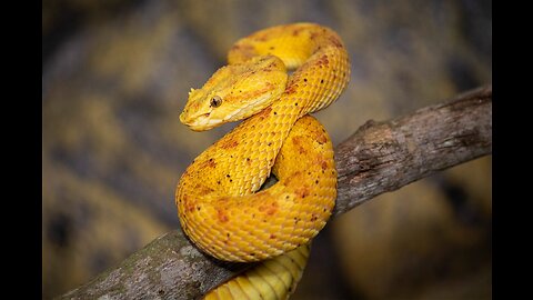 5 Fun Facts About The Eyelash Viper