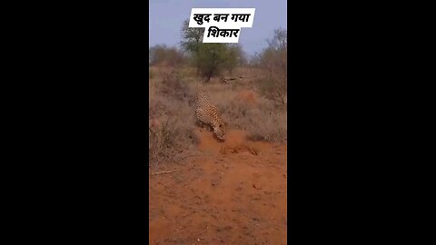 cheetah 🐆 attack on people