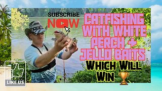 Catfishing With White Perch and Jello Baits