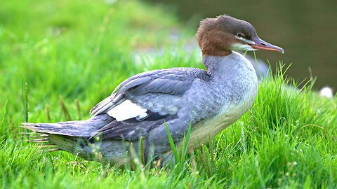 Young Common Merganser, or rather Goosander, Grooming