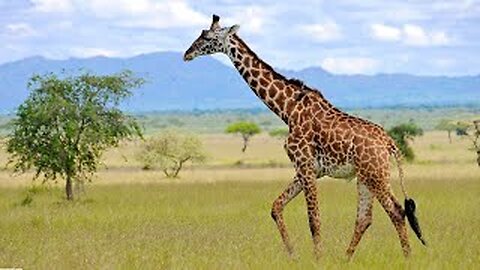 The Giraffe - The Sound of the Giraffe - Facts and Curiosities About Giraffes