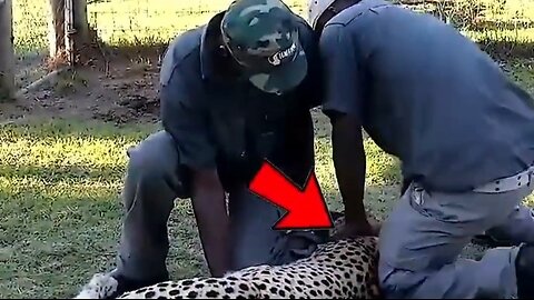 Due to wild nature,cheetah attacks his trainer