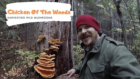 Harvesting Wild Mushrooms To Eat- Chicken of the woods