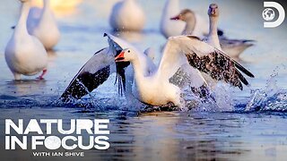Nature in Focus Great Bird Migrations